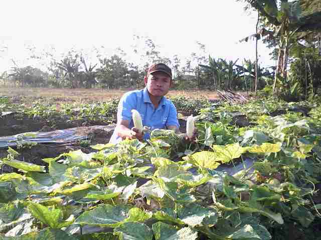 Yupiter Panen Ketiga Di Lahan P Adit